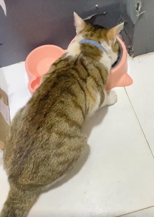 武汉世牛 刚印完寻猫启事猫自己回来了 干饭干到差点说出人话来